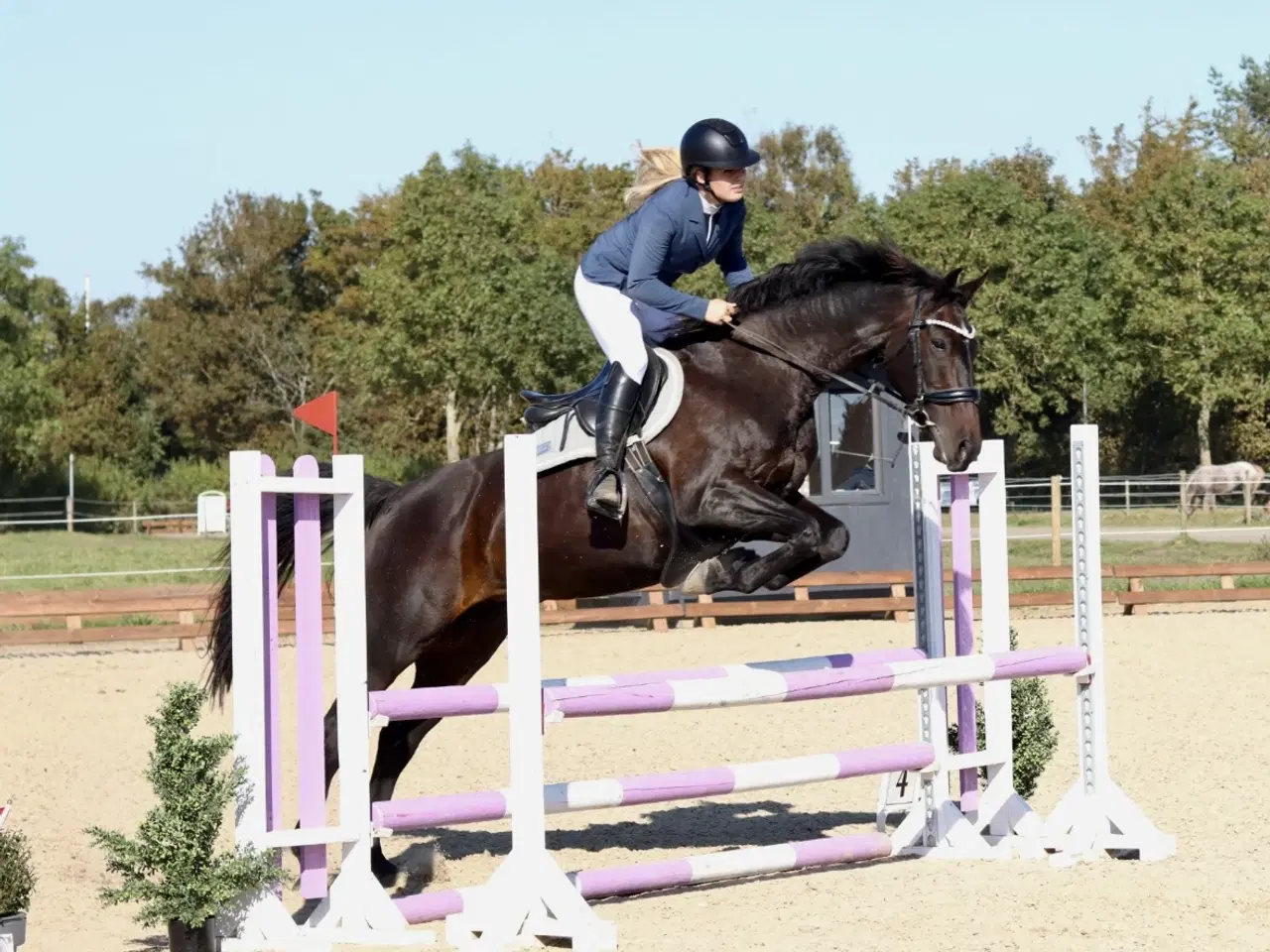 Billede 5 - Smuk hoppe 