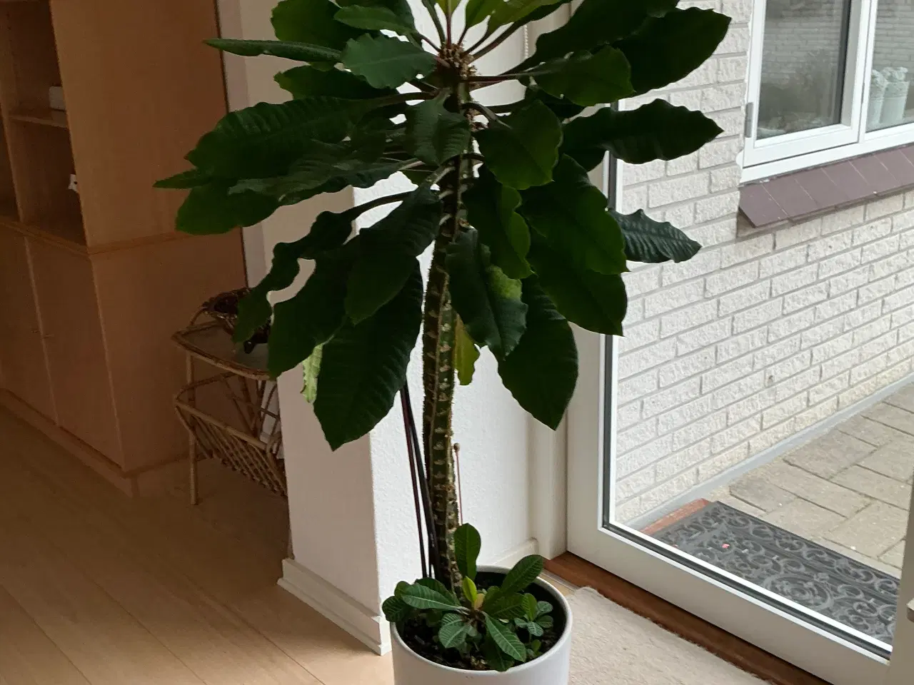 Billede 1 - Stor grøn plante