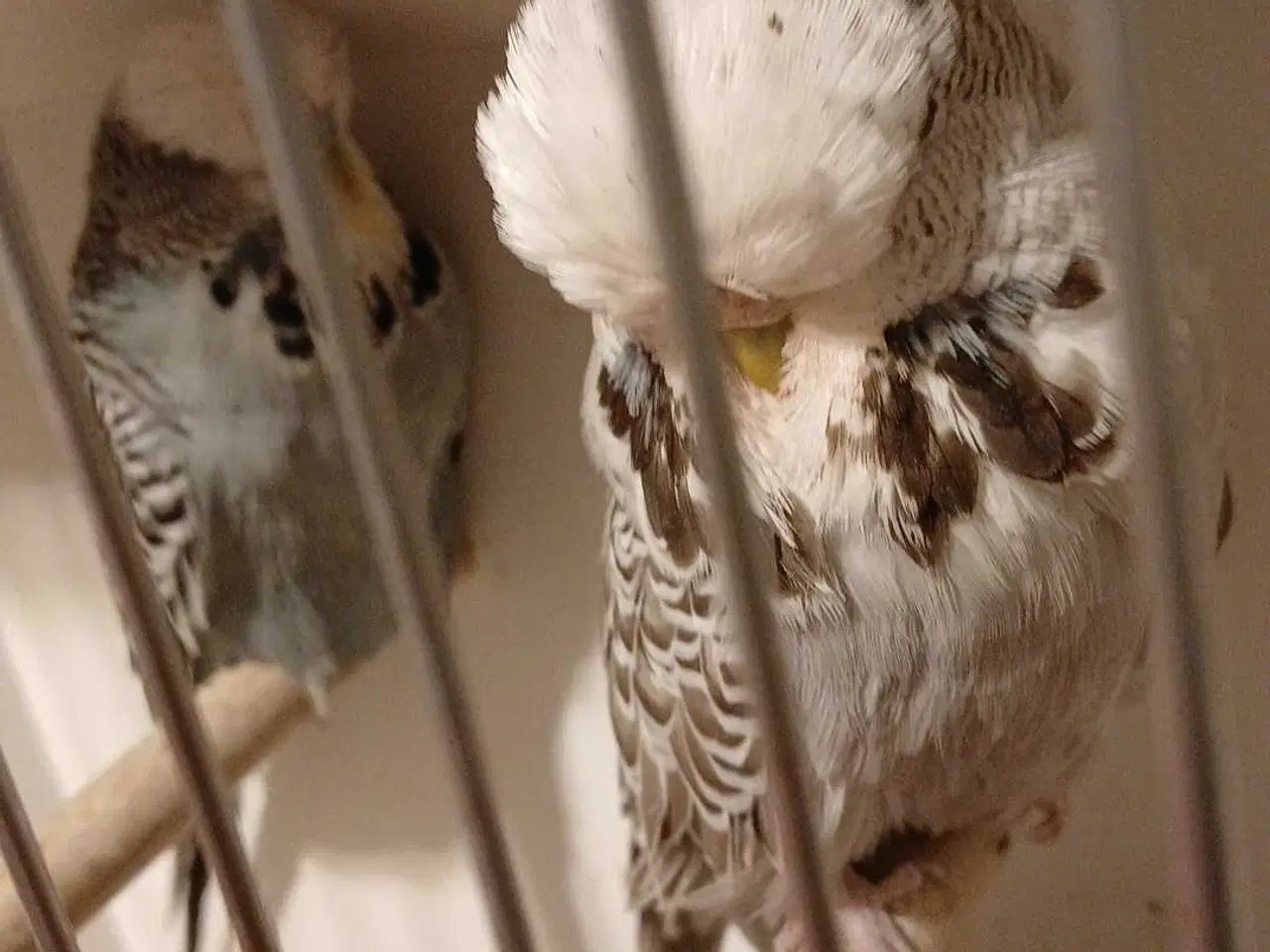 Billede 8 - 1 par Engelske undulater