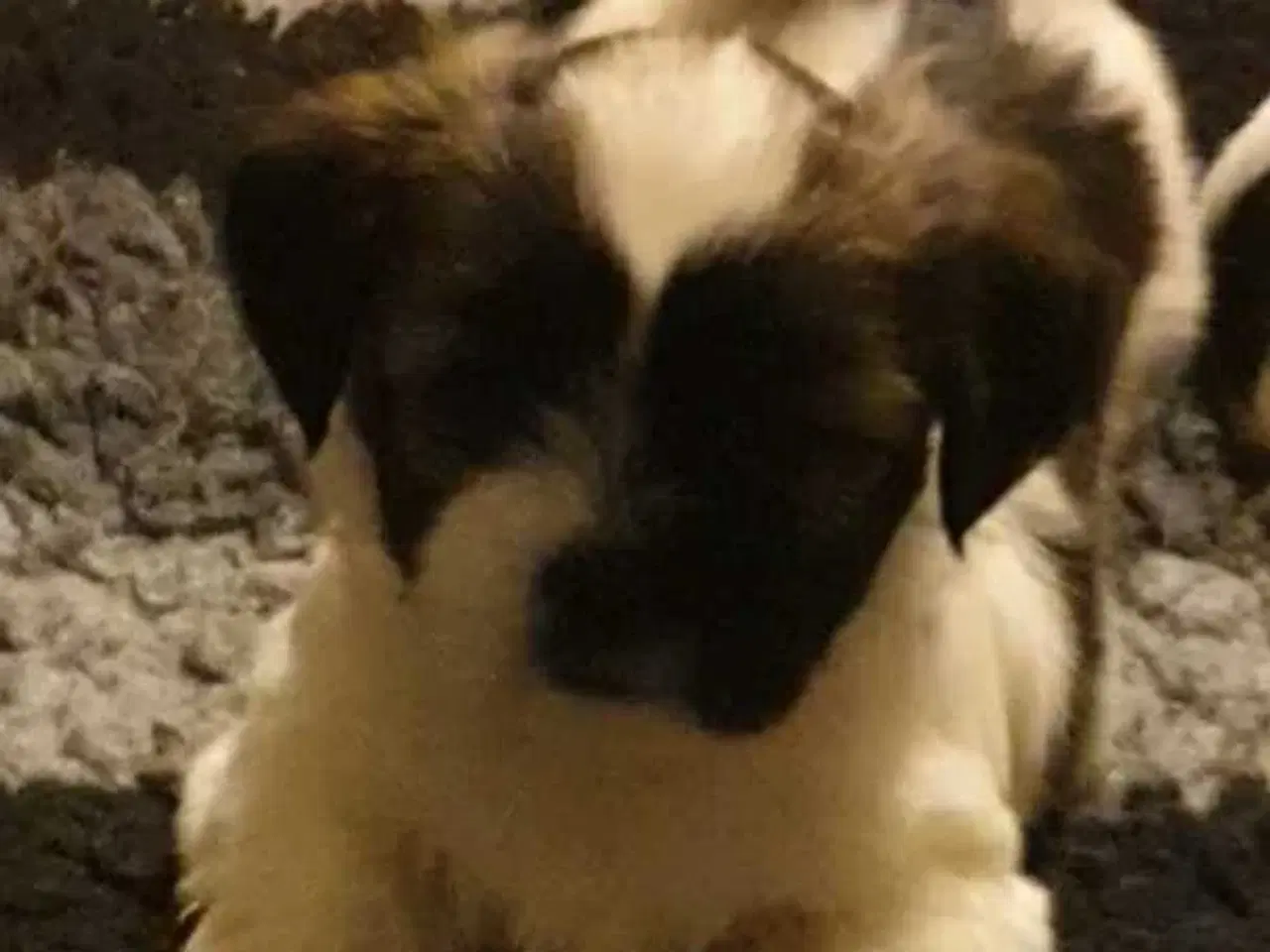 Billede 3 - Super lækre Lhasa Apso hvalpe 🐾💕