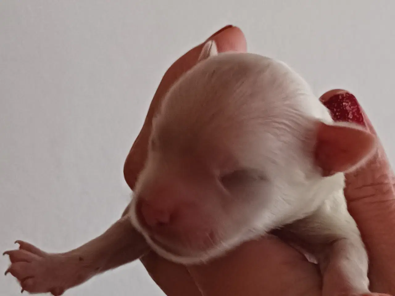 Billede 2 - Chihuahua hvalp søger familie 