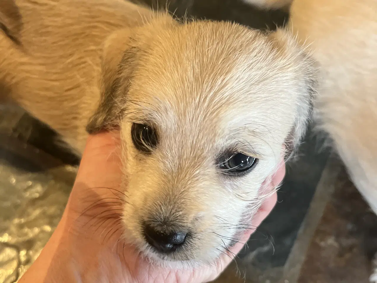 Billede 5 - Maltipoo/malteser