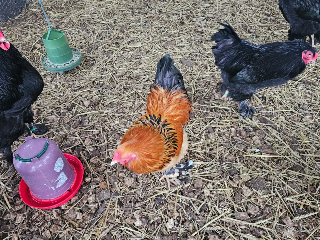 Billede 1 - Dværg Brahma forskellige stammer