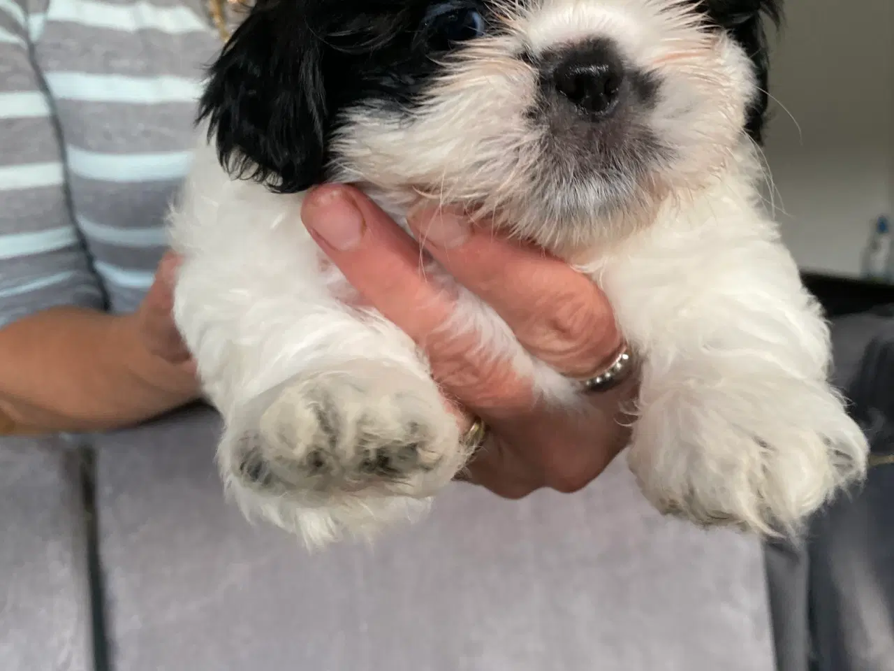 Billede 5 - Shih Tzu Hvalpe salgsklar