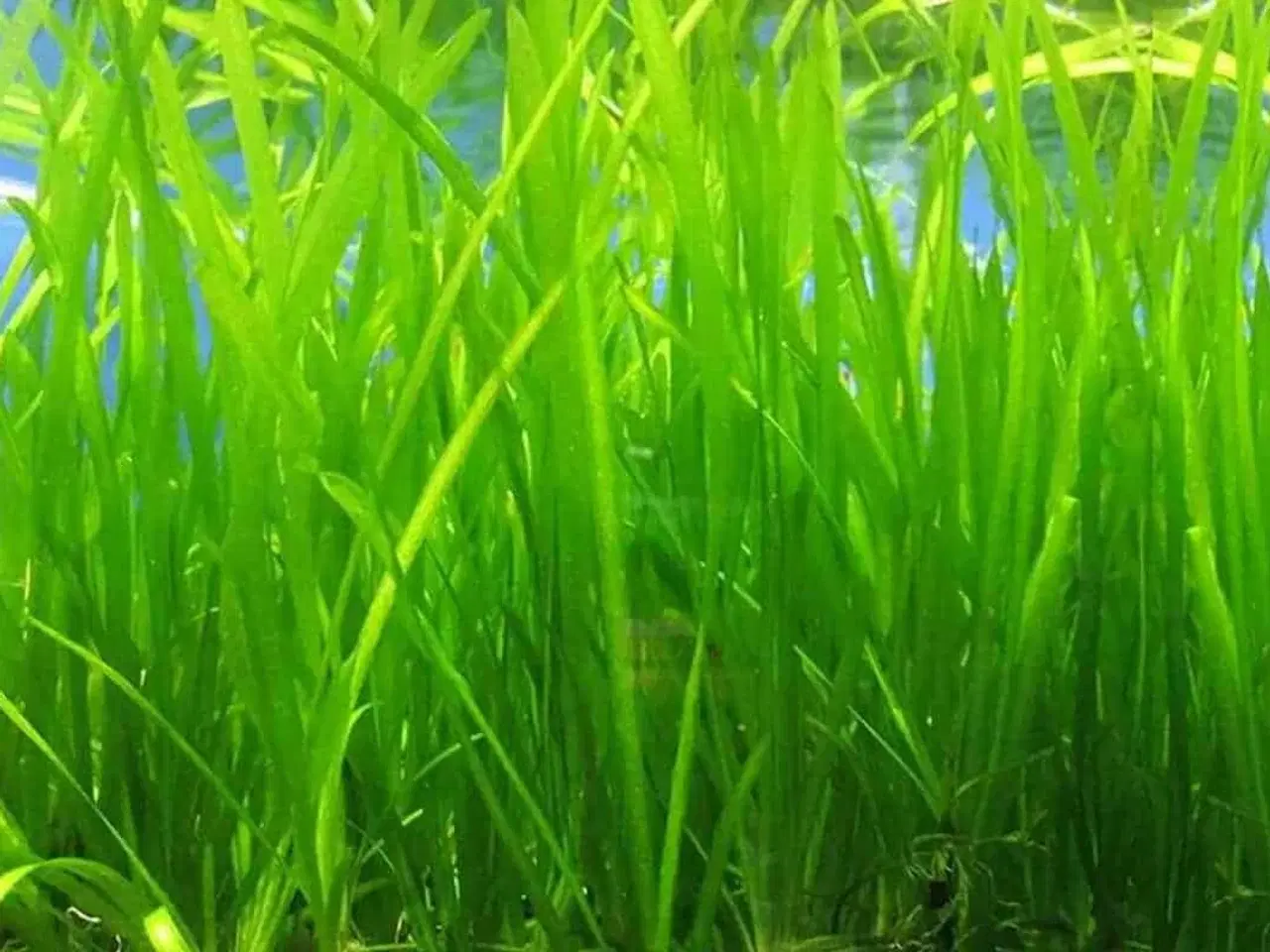 Billede 1 - Gigant Vallisneria (3 løbe skud)