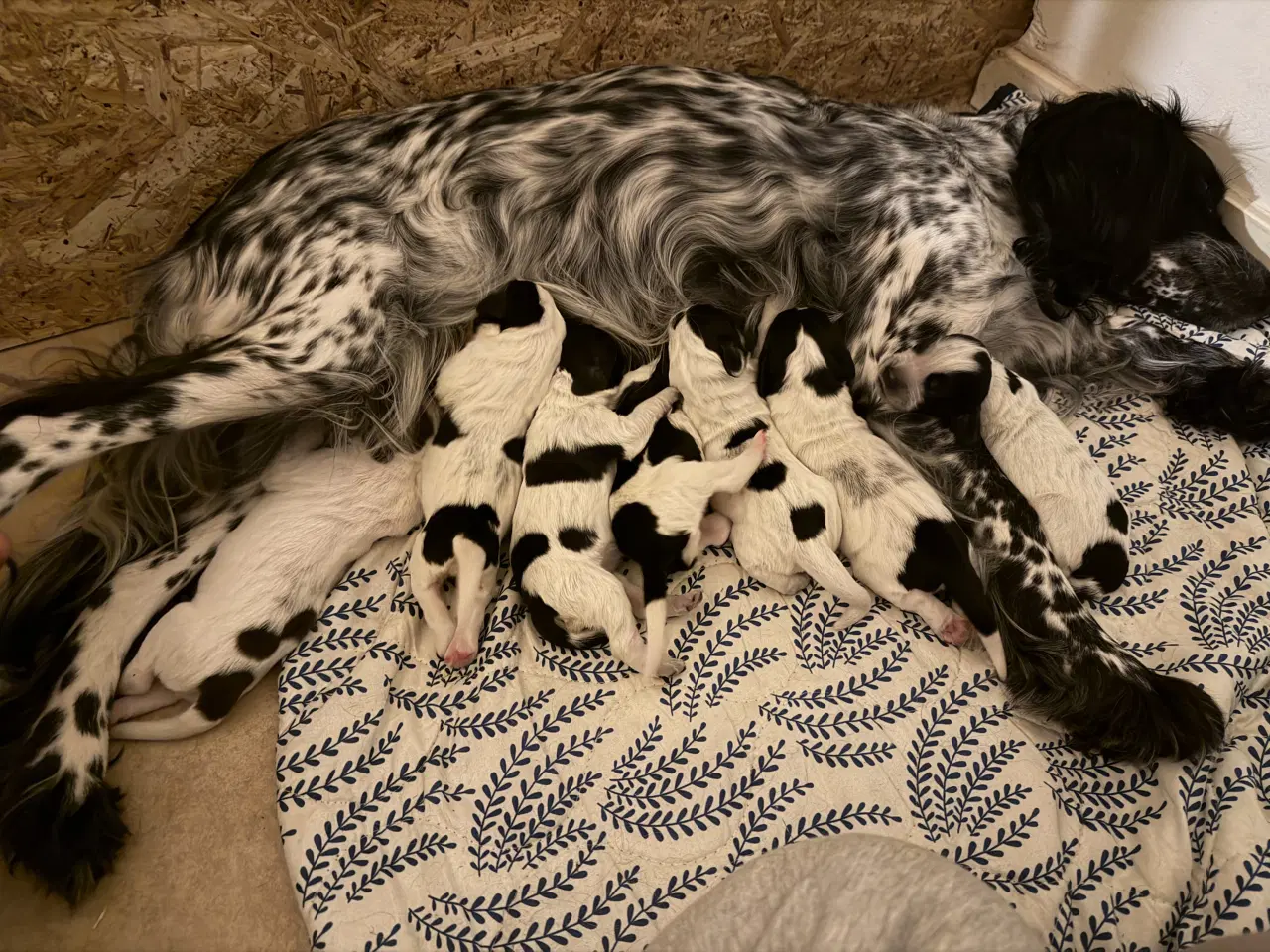 Billede 1 - Springer spaniel 