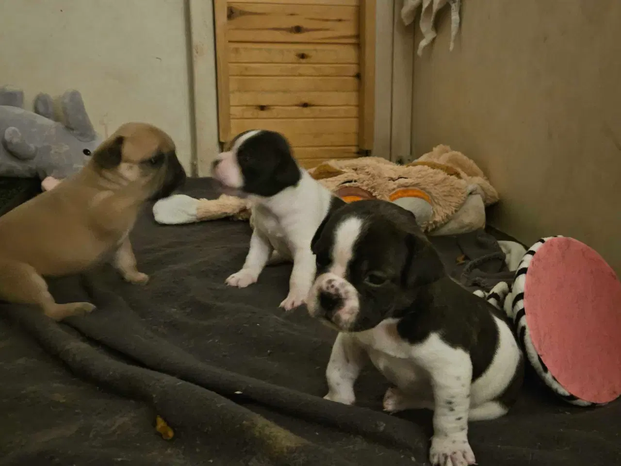 Billede 5 - Fransk bulldog og beagle blandinger født 30/10