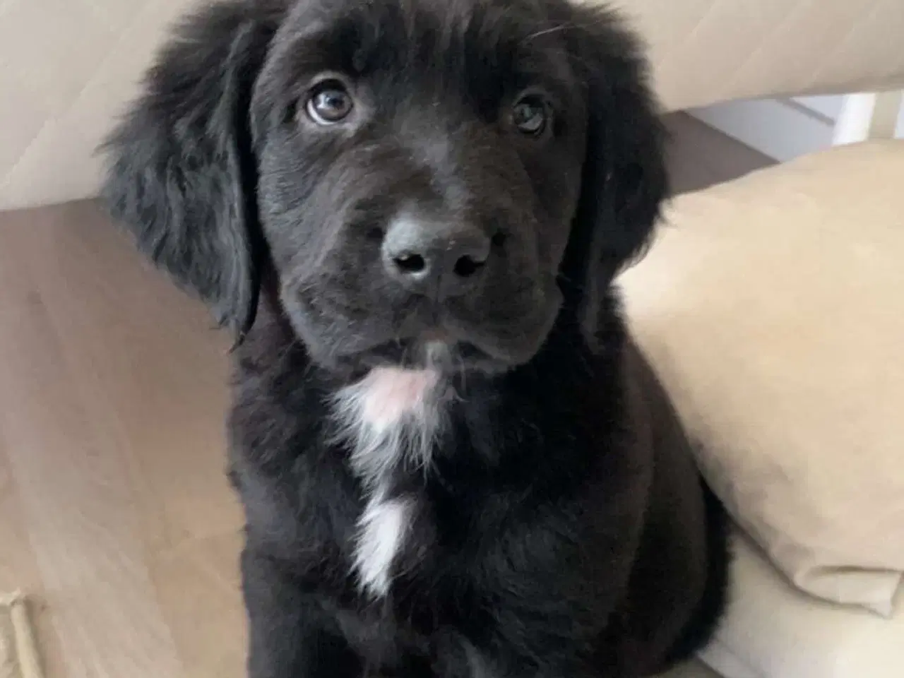 Billede 1 - Labrador x rottweiler 