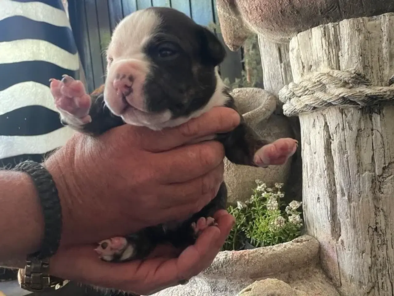 Billede 3 - New english bulldog