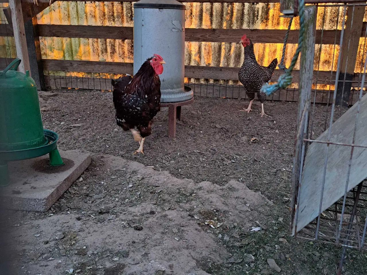 Billede 2 - Stor dværg hane