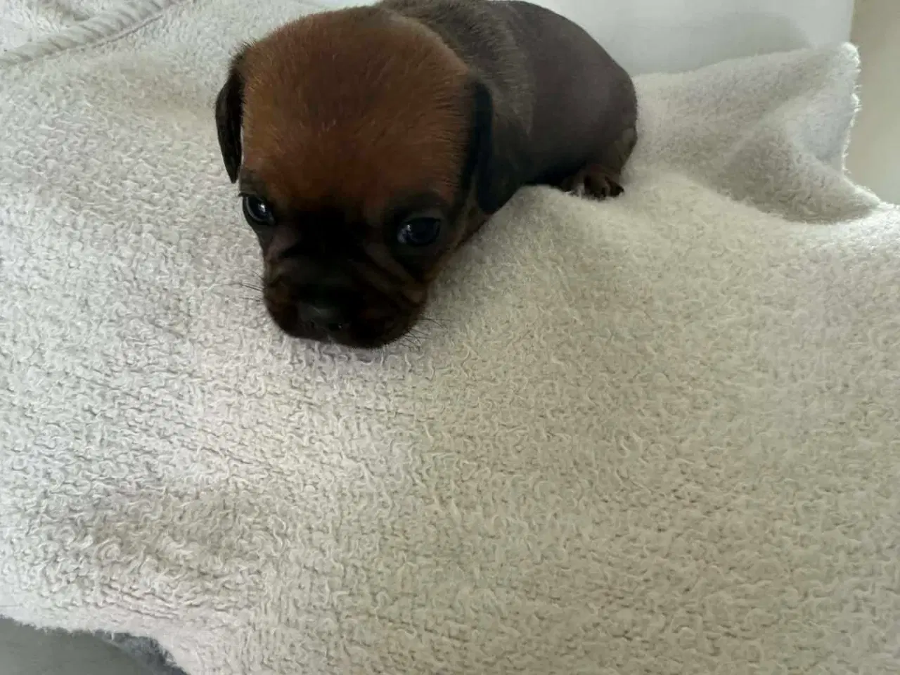 Billede 2 - Mops bl gravhund beagle bomuld