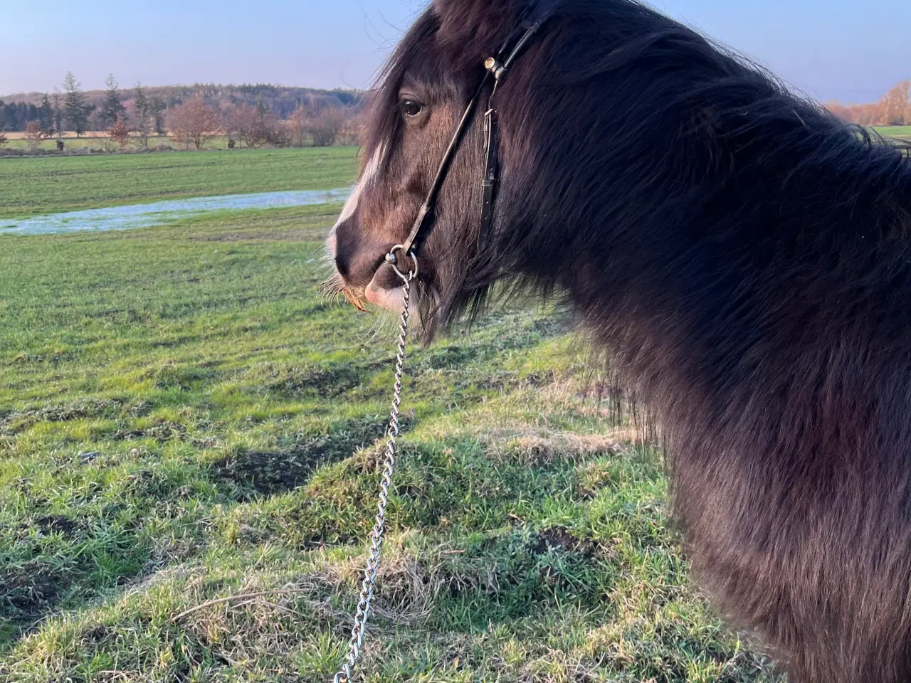 Billede 8 - Irish cob vallak tilsalg