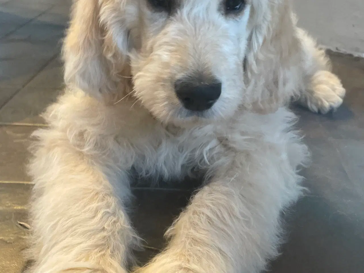 Billede 3 - Goldendoodle-HVALPE