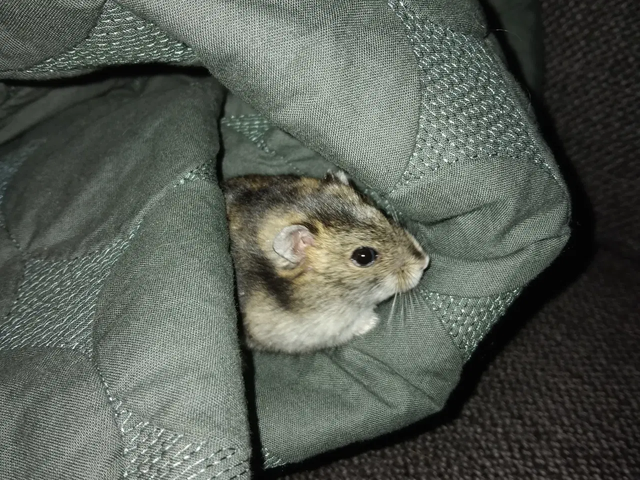 Billede 7 - Vinterhvid dværghamster han