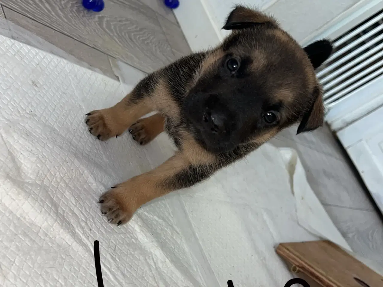 Billede 4 - Blandings hvalpe