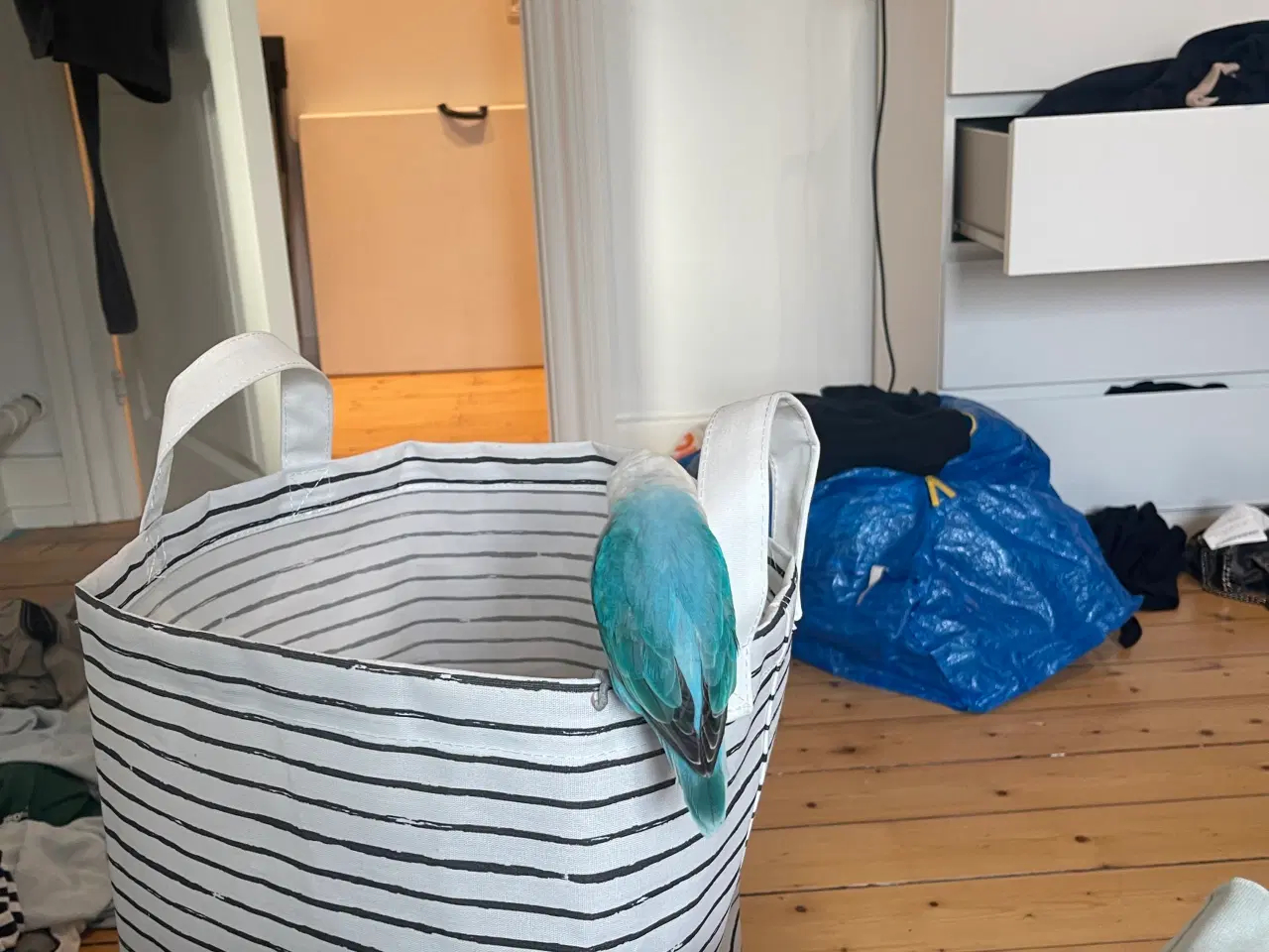 Billede 2 - Dværgpapegøje 
