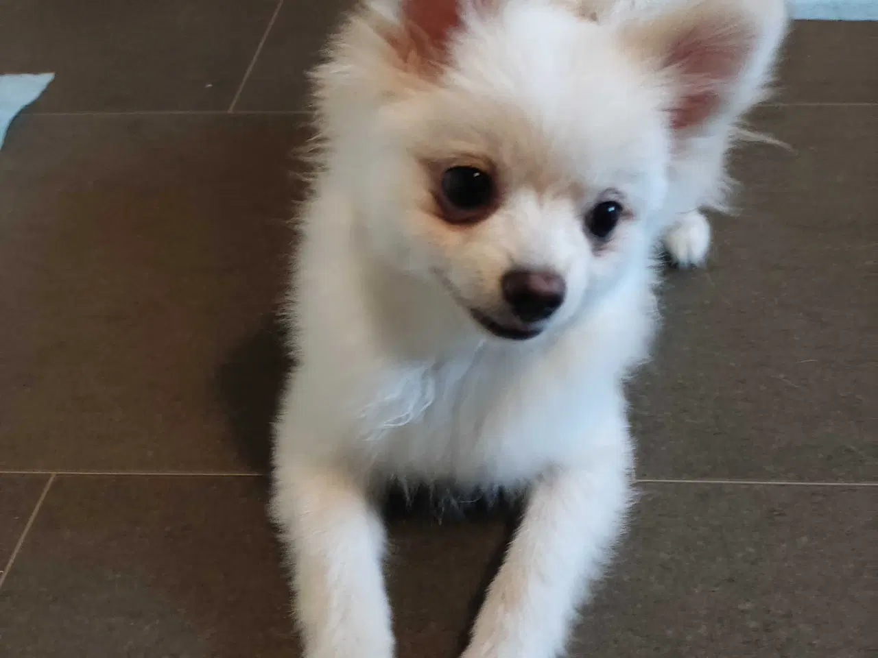 Billede 5 - Mini Pomeranian 