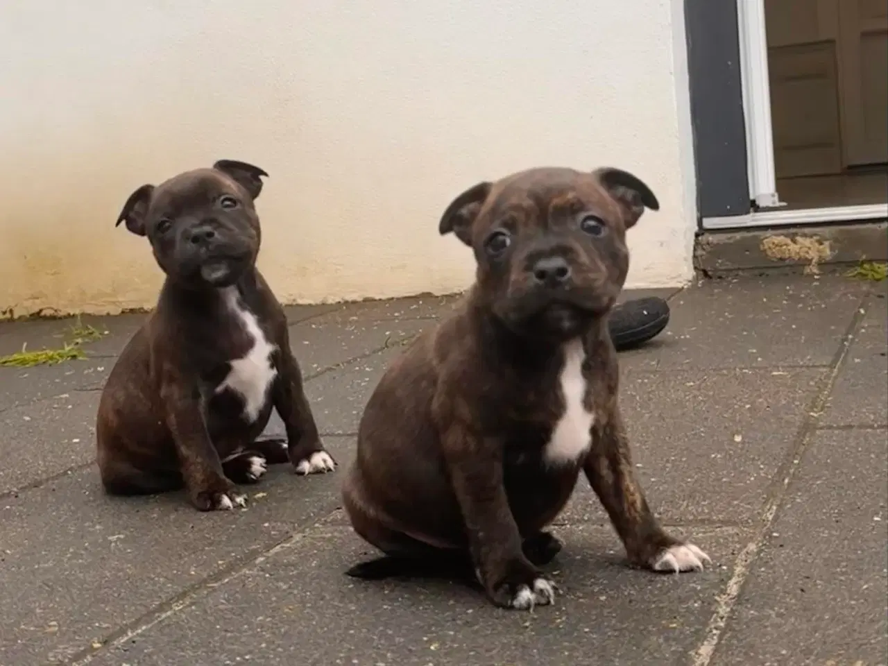 Billede 9 - Staffordshire bull terrier