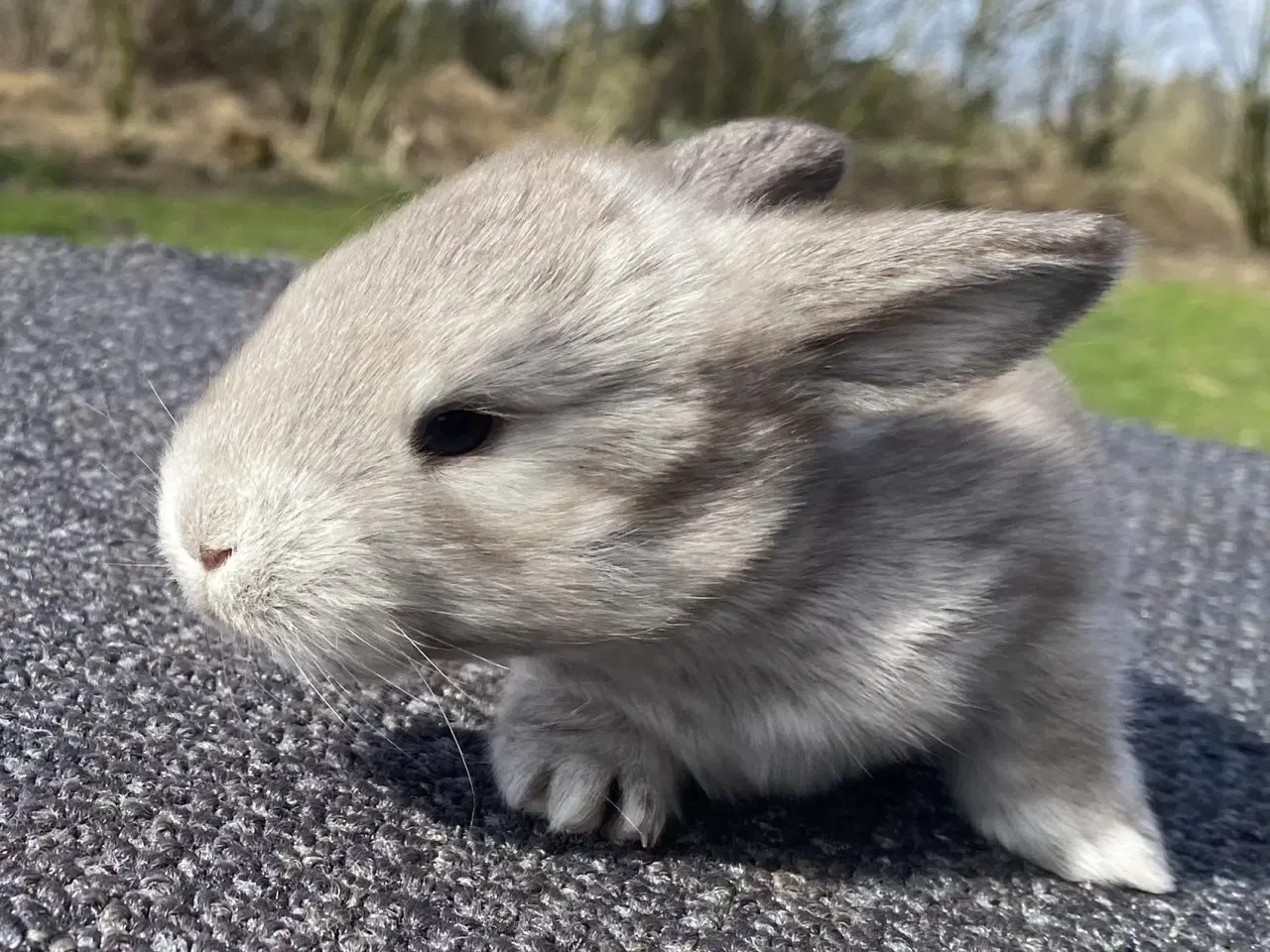 Billede 1 - FRANSK VÆDDER HAN VILDT BRUN