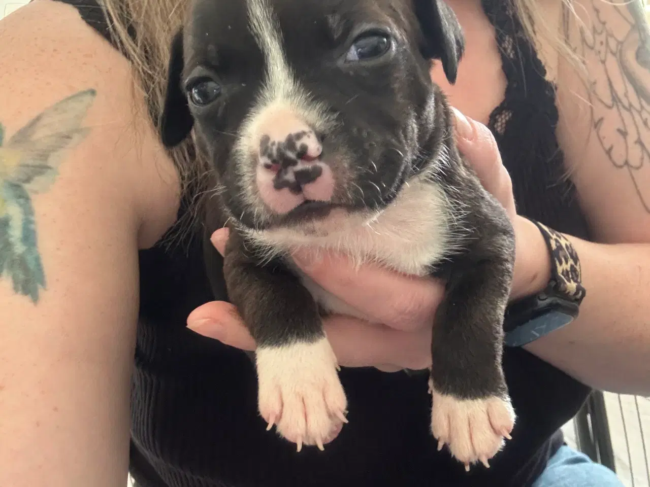 Billede 2 - Staffordshire bull terrier hvalpe
