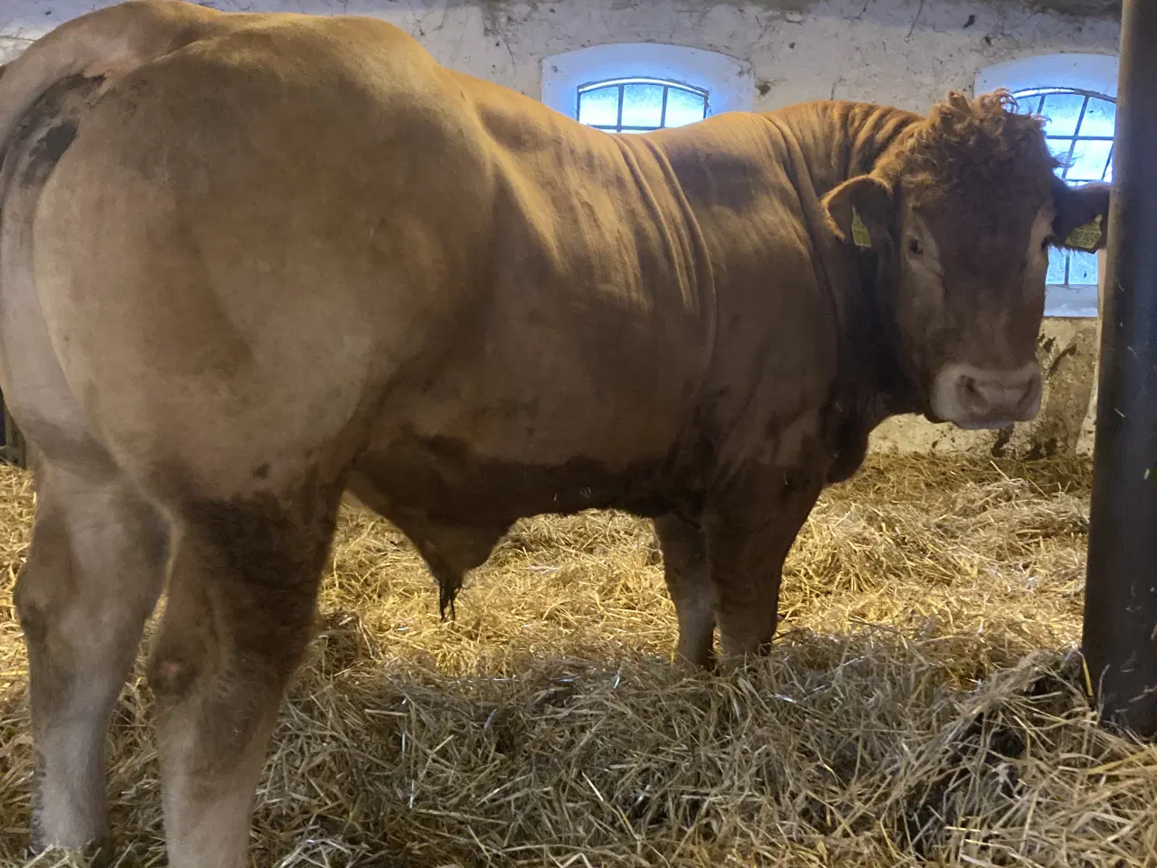 Billede 2 - Foldtyr Limousine 