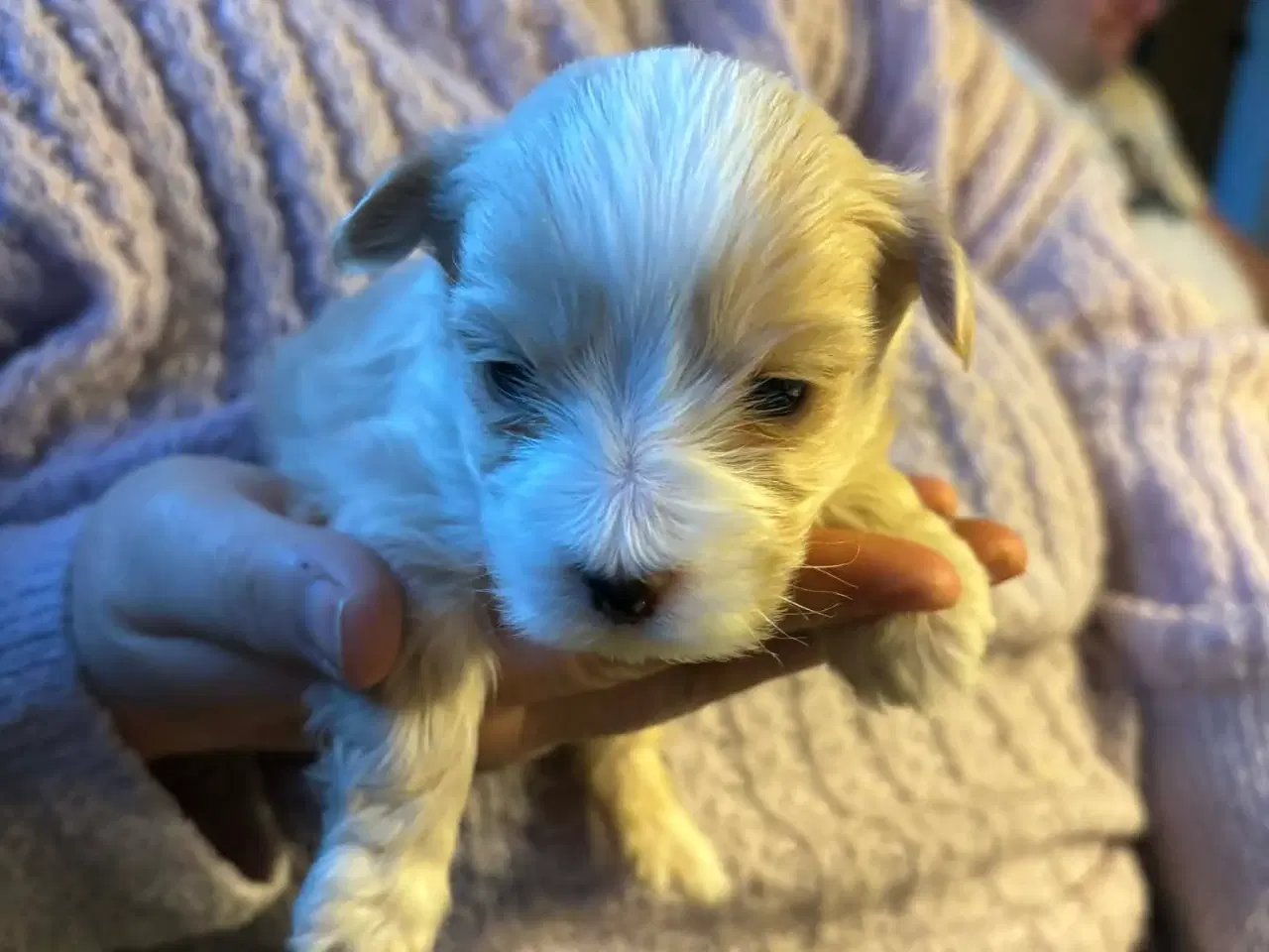 Billede 6 - Yorkshire Terrier/Coton De Tulear SOLGT