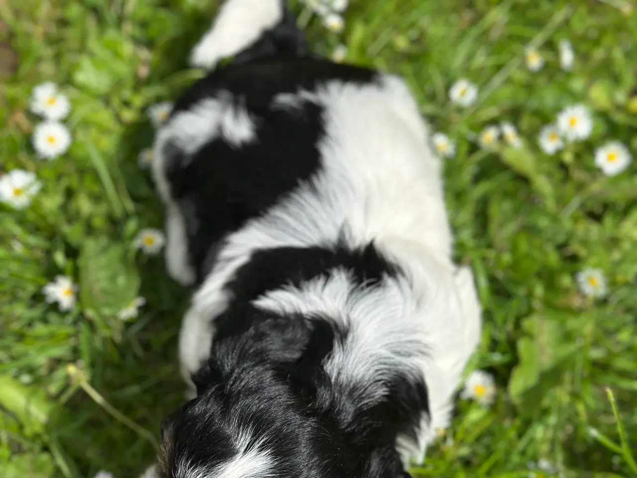 Billede 13 - Bichon Havanais