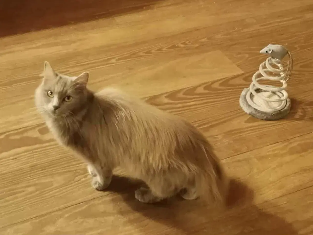 Billede 2 - Sød Ragdoll/Maine coon hunkat søger nyt hjem.