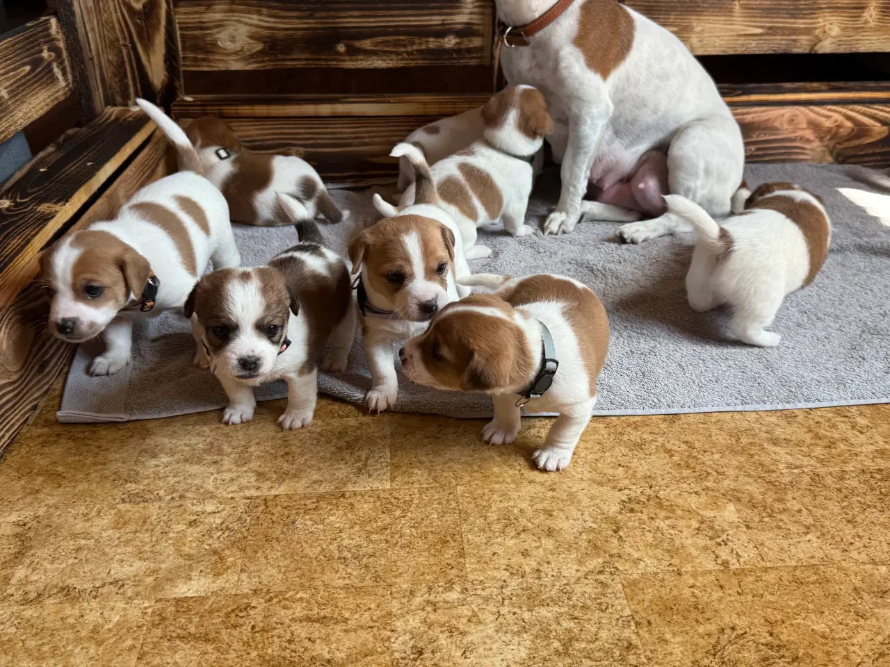 Billede 6 - Jack Russell Terrier hvalpe