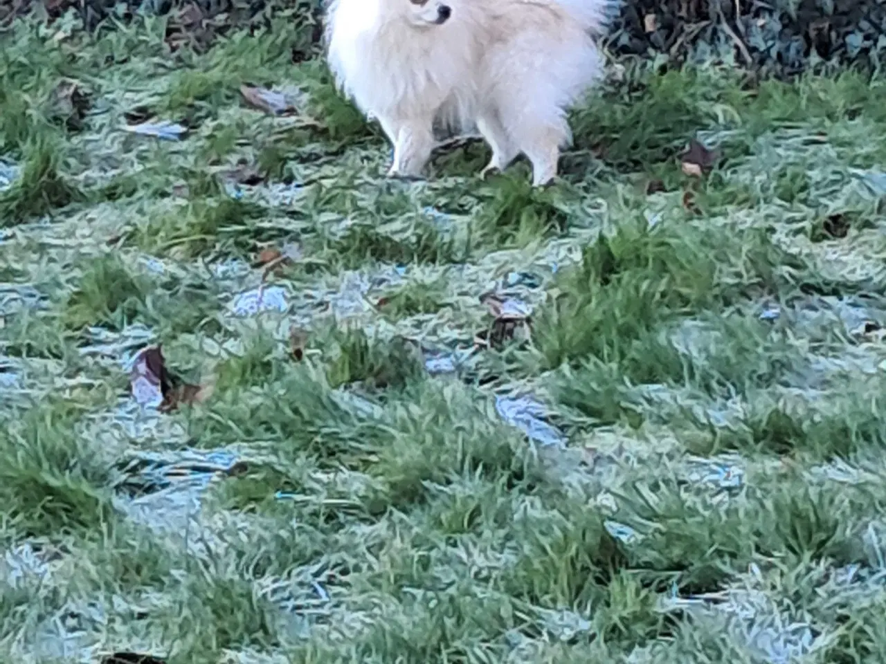 Billede 2 - Smukkeste Milla søger nyt hjem