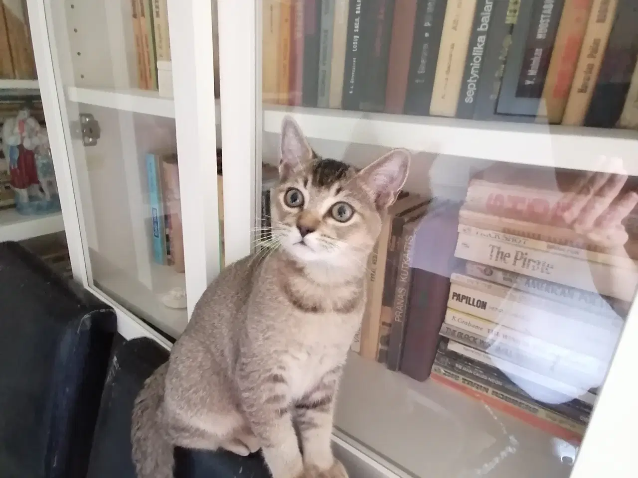 Billede 7 - Killinger British shorthair/Russian Blue