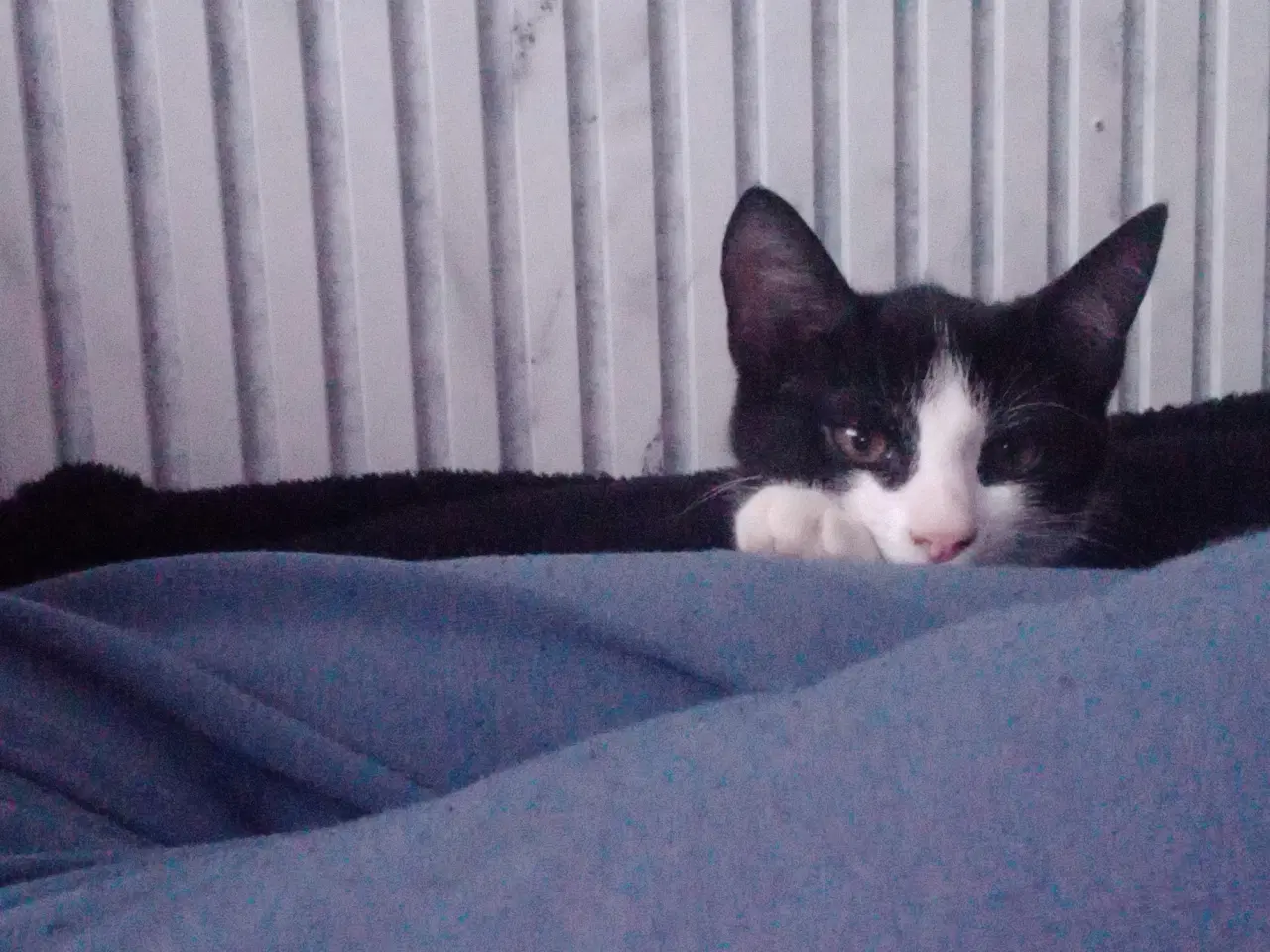 Billede 3 - 11 uger killinger 