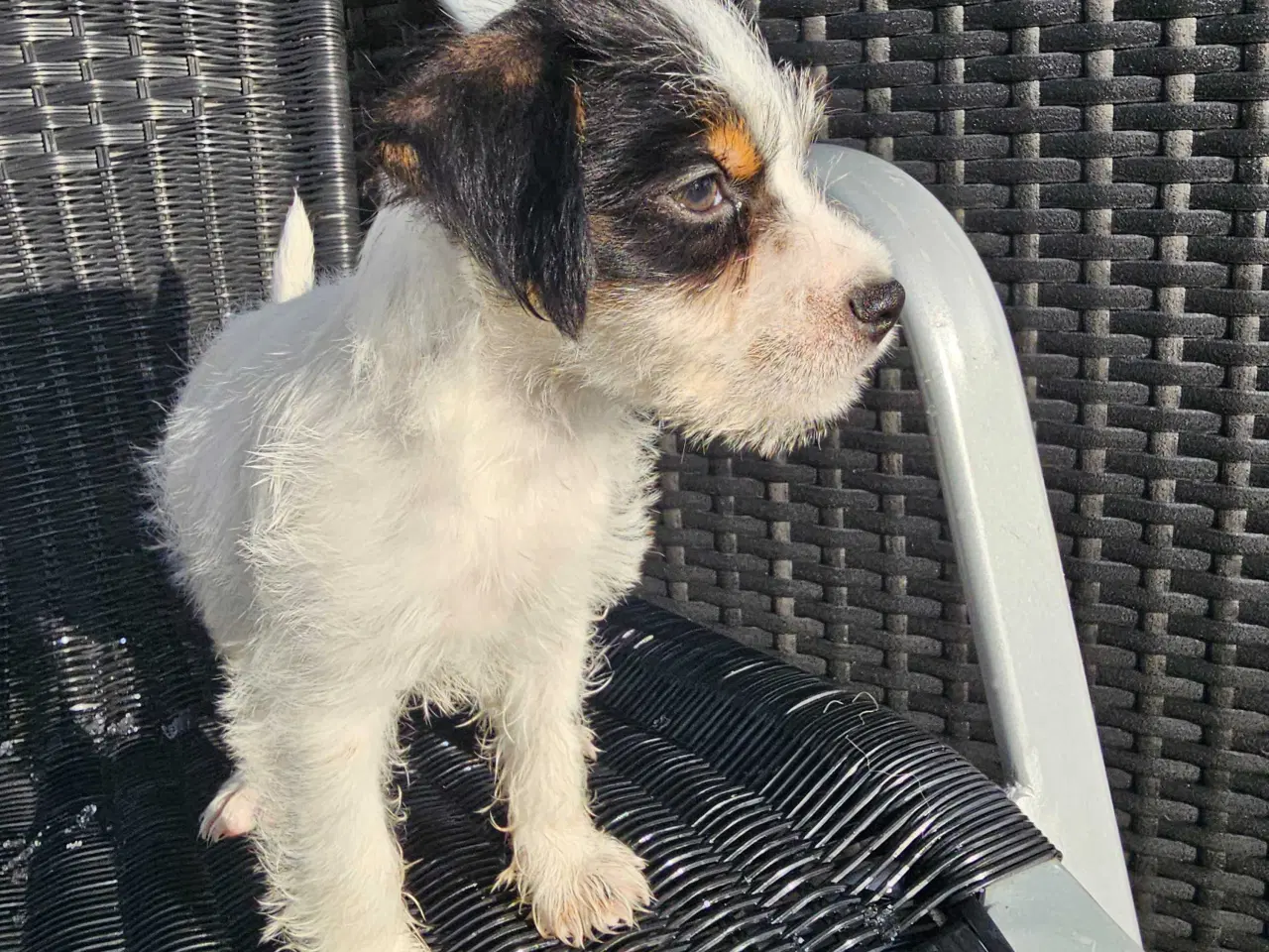 Billede 1 - Ren kærlighed