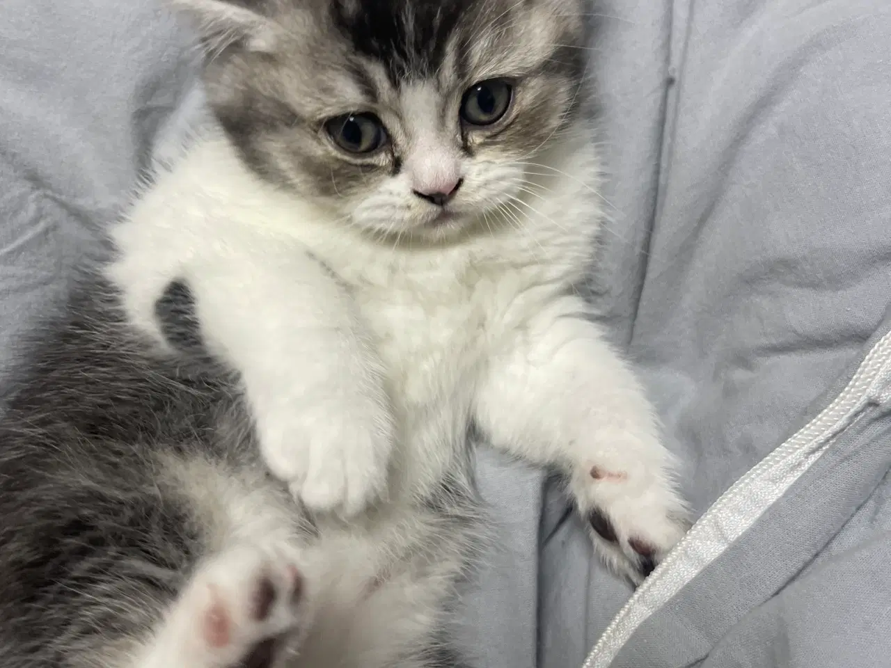 Billede 6 - british shorthair
