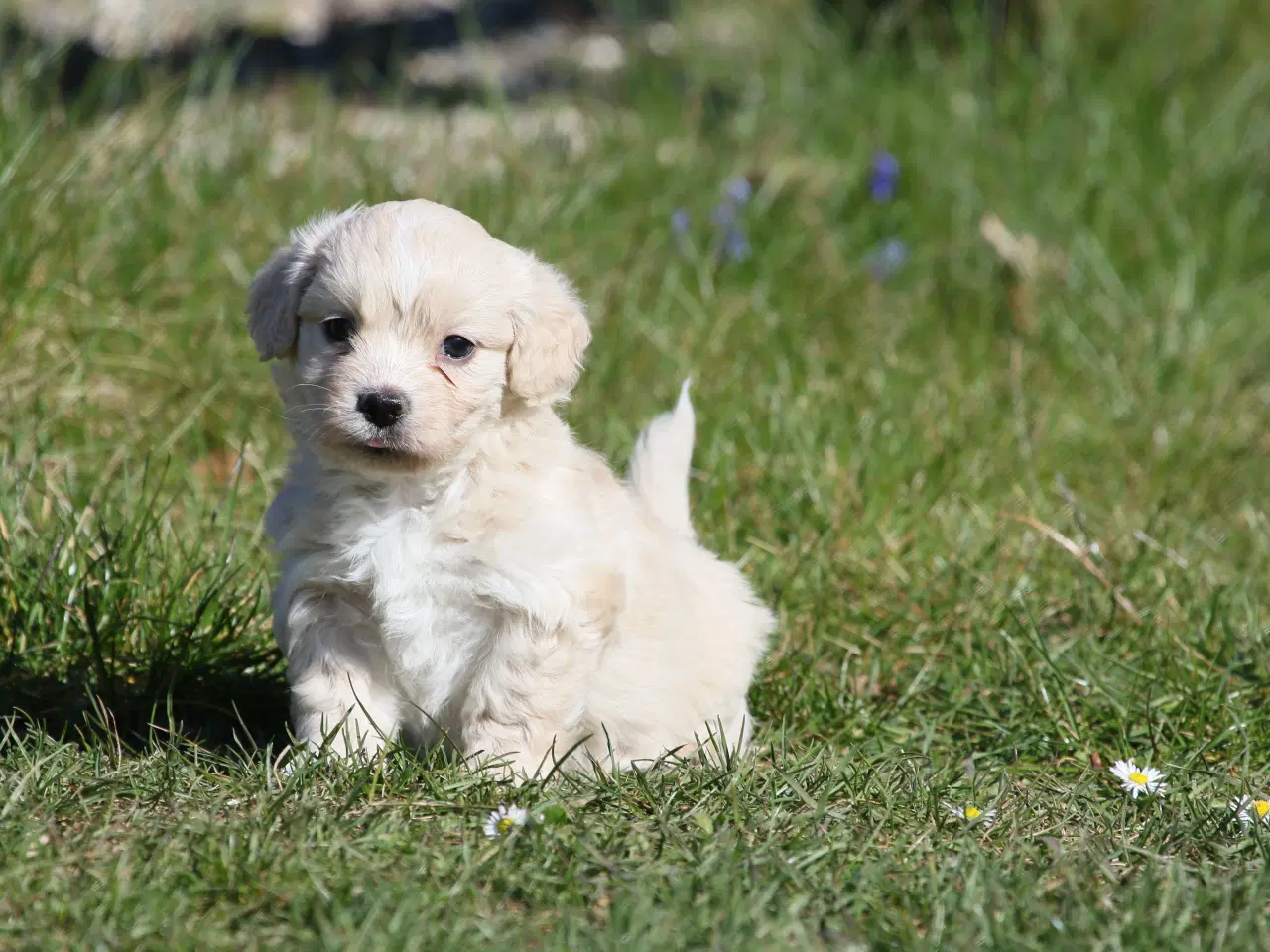 Billede 11 - Bichon havanais