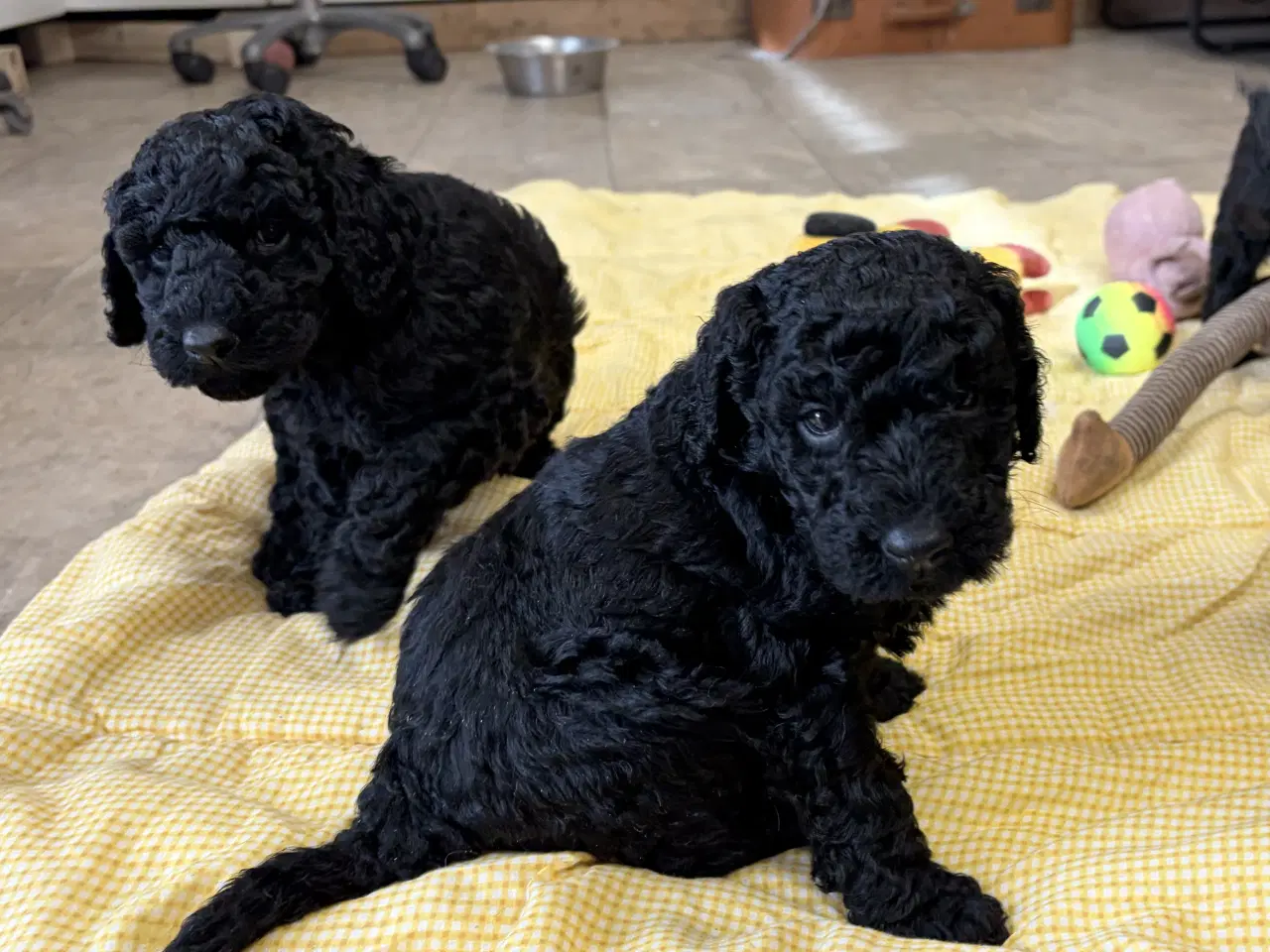 Billede 9 - Ægte mellem/ stor puddel babyer 