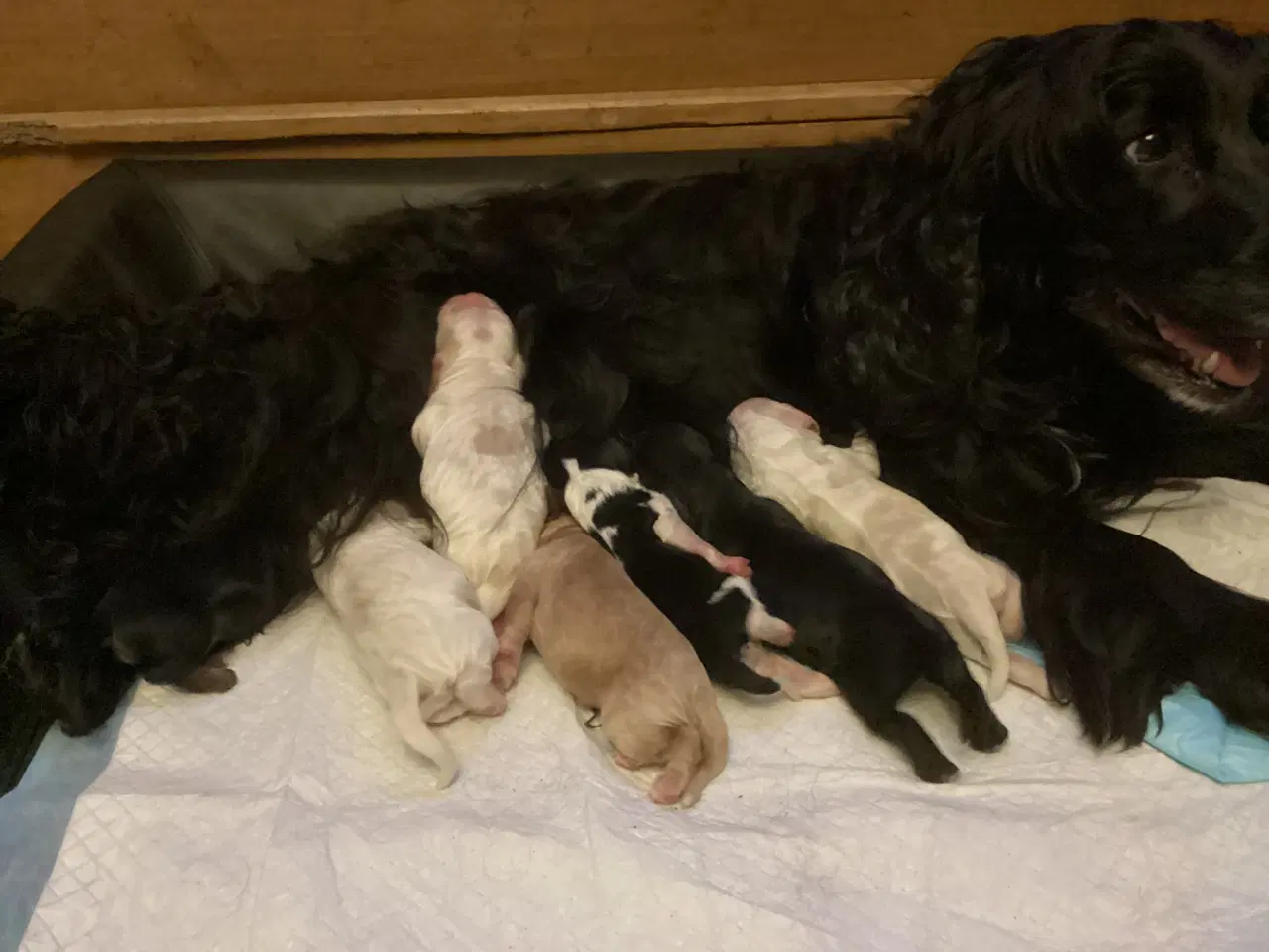 Billede 1 - Engelske cockerspaniel hvalpe 