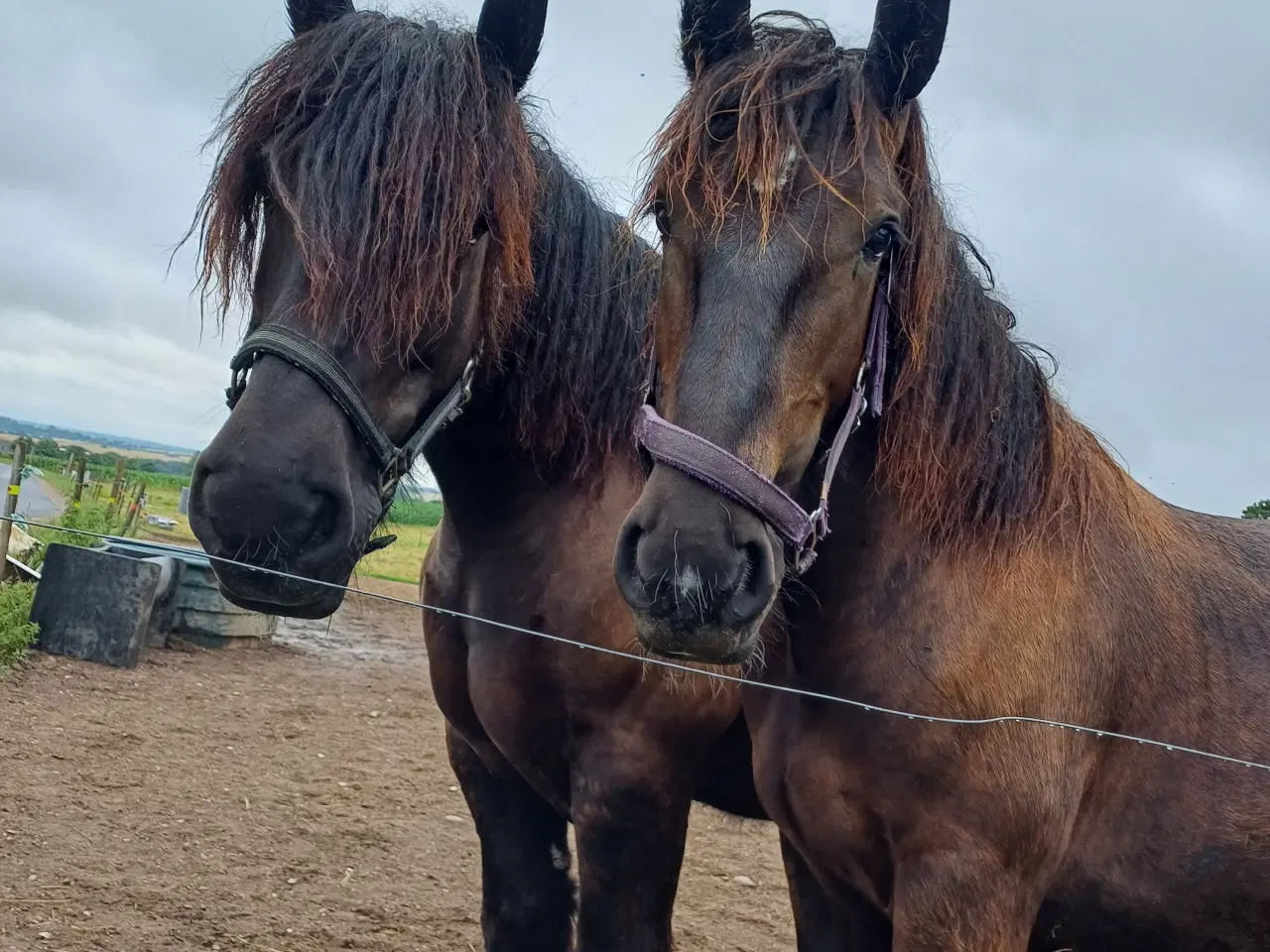 Billede 1 - 1 årig Jyskhest hingst sælges