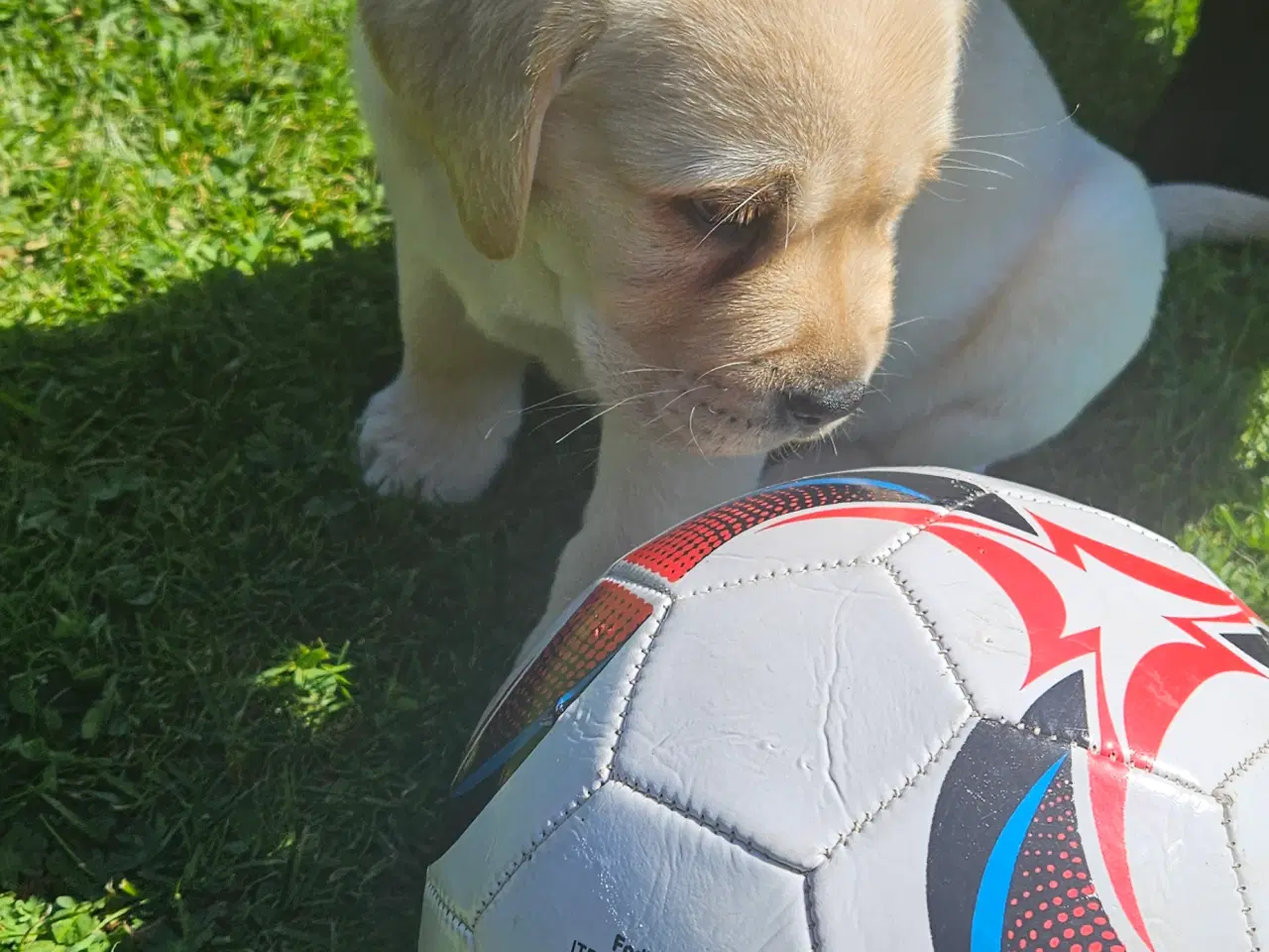Billede 6 - Labrador/ Retriever han