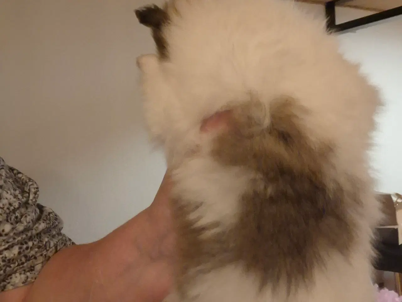 Billede 7 - 2 lækkerer pommeranian drenge klar til nyt fanilie