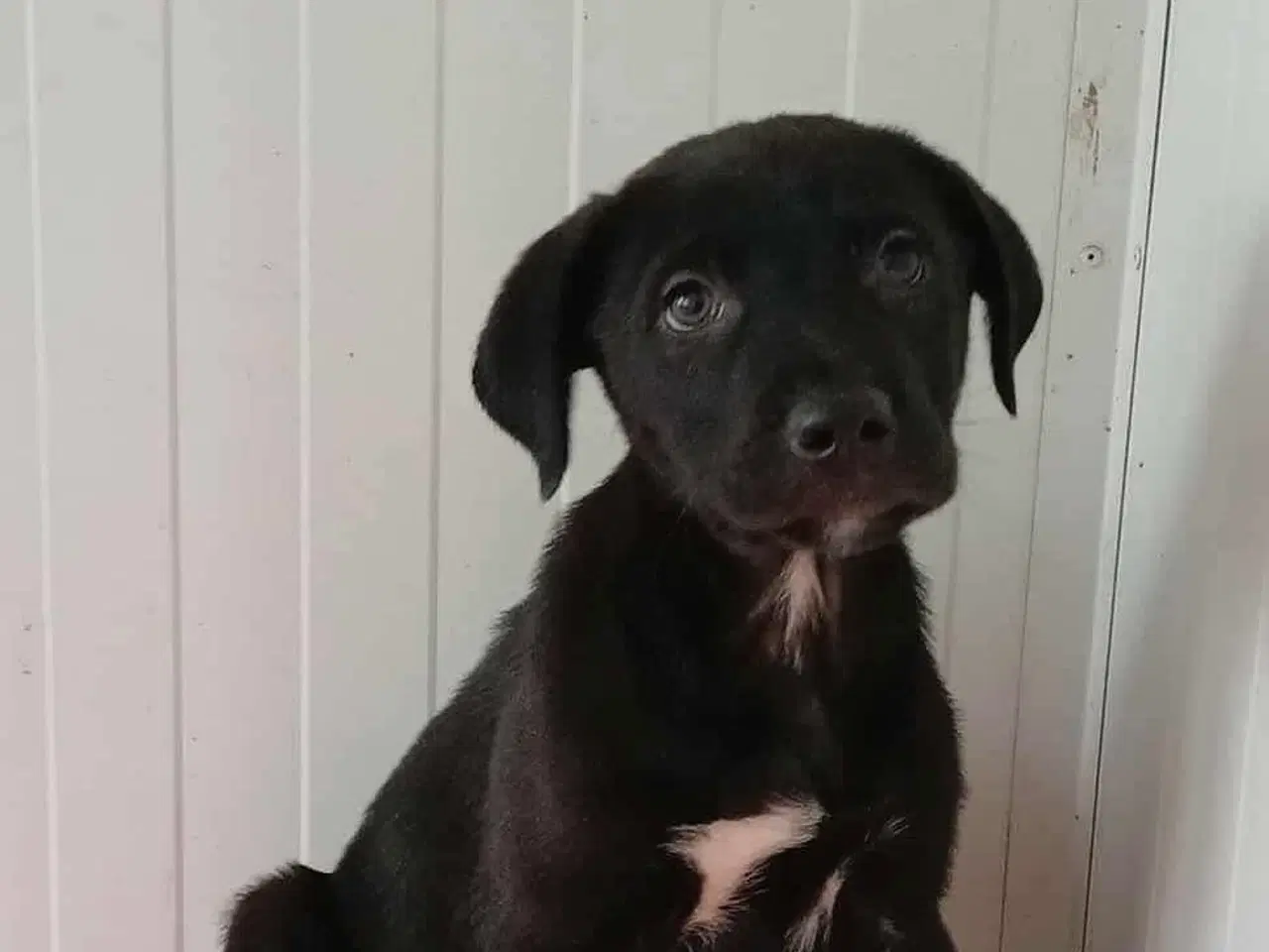 Billede 7 - Lille Axel søger familie