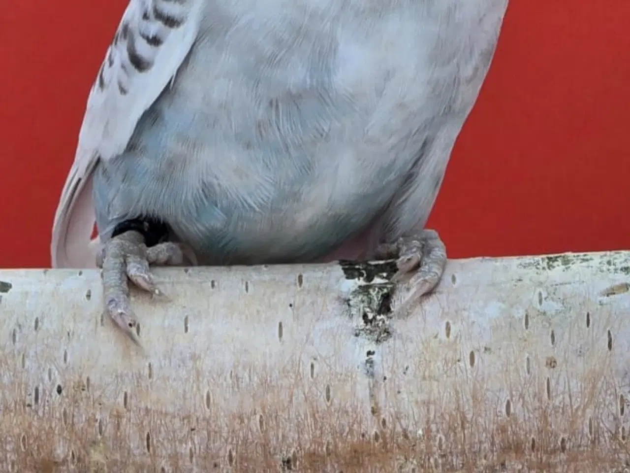 Billede 3 - Blackface,Blackface Texas undulater