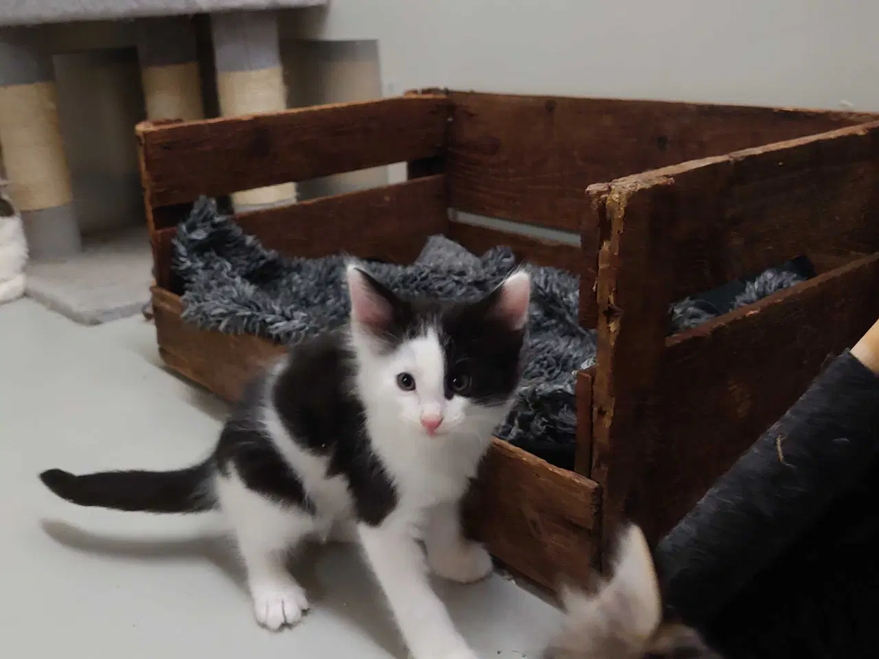 Billede 4 - Norsk skovkat