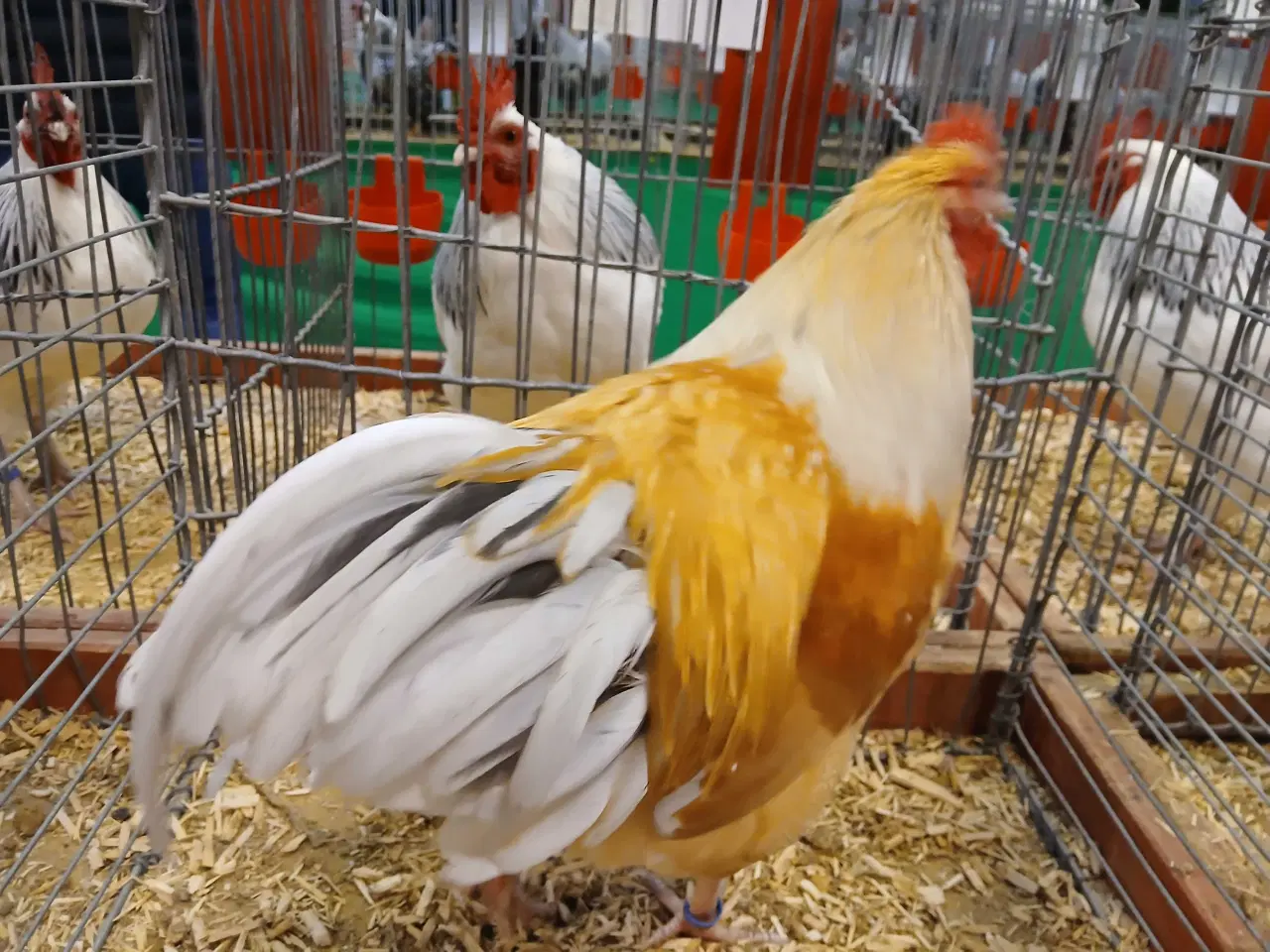 Billede 3 - gul splatz columbia dværg Sussex