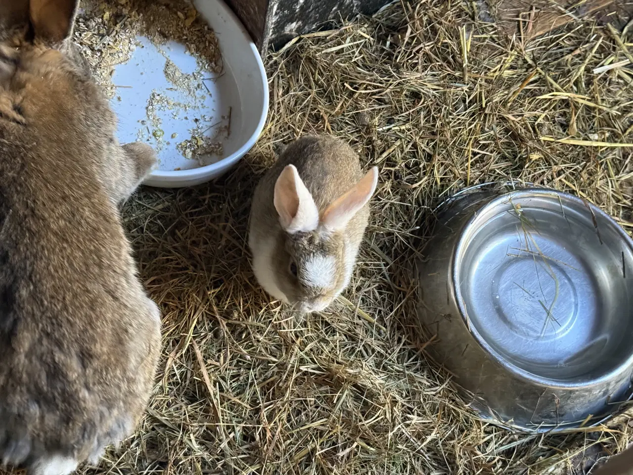 Billede 5 - Kaniner