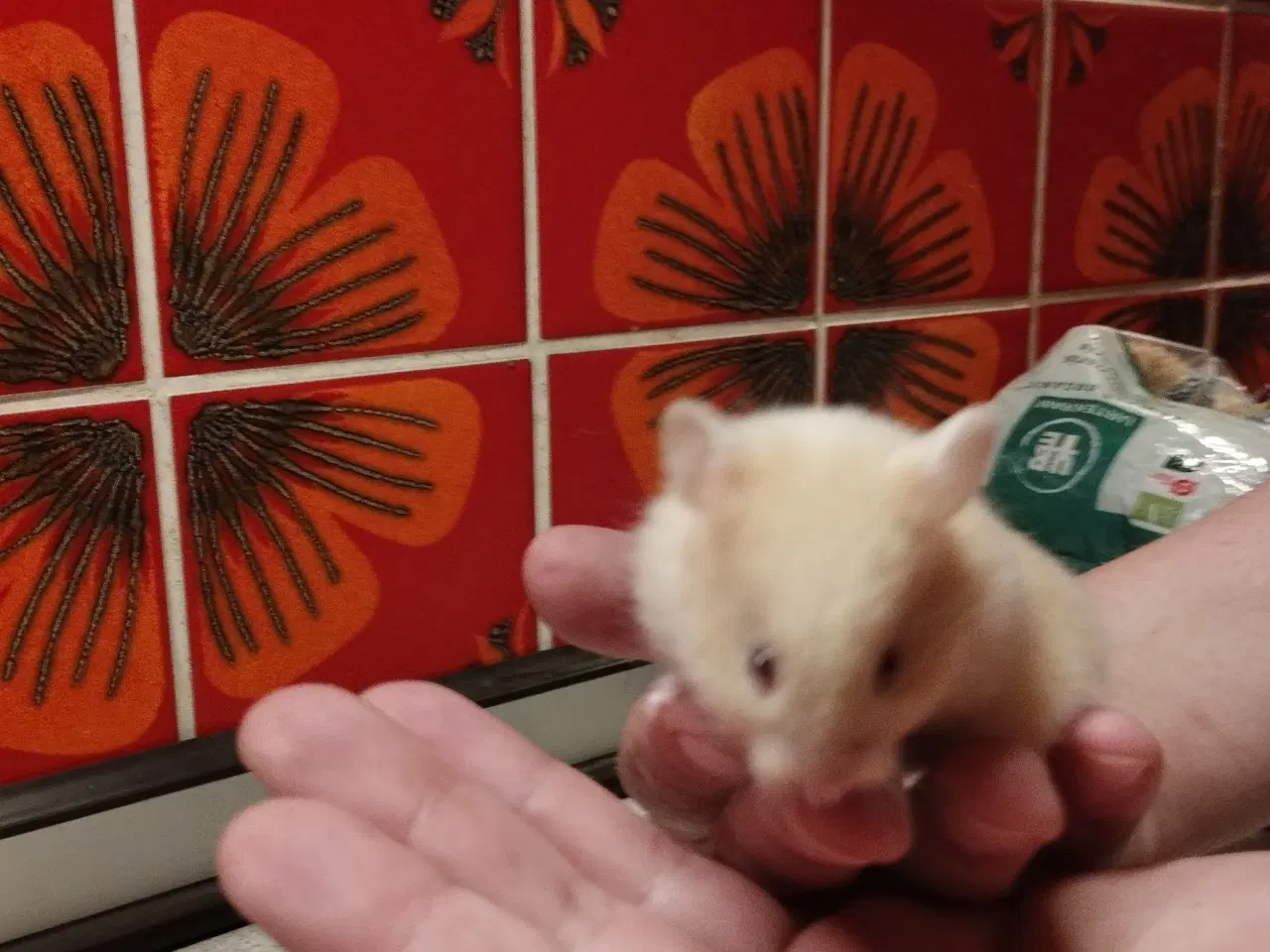 Billede 1 - Guld hamster unger korthåret flytteklar.