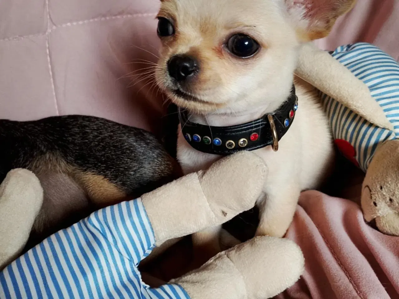 Billede 4 - Skøn chihuahua han mix hvalp
