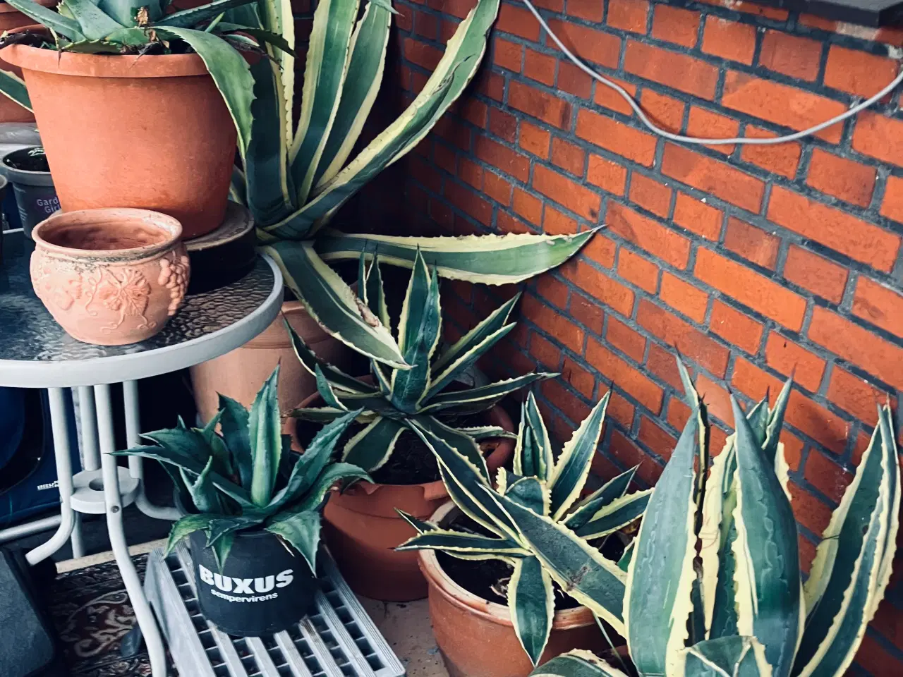 Billede 3 - Agave Sælges fra 50 kr. til 300 kr.