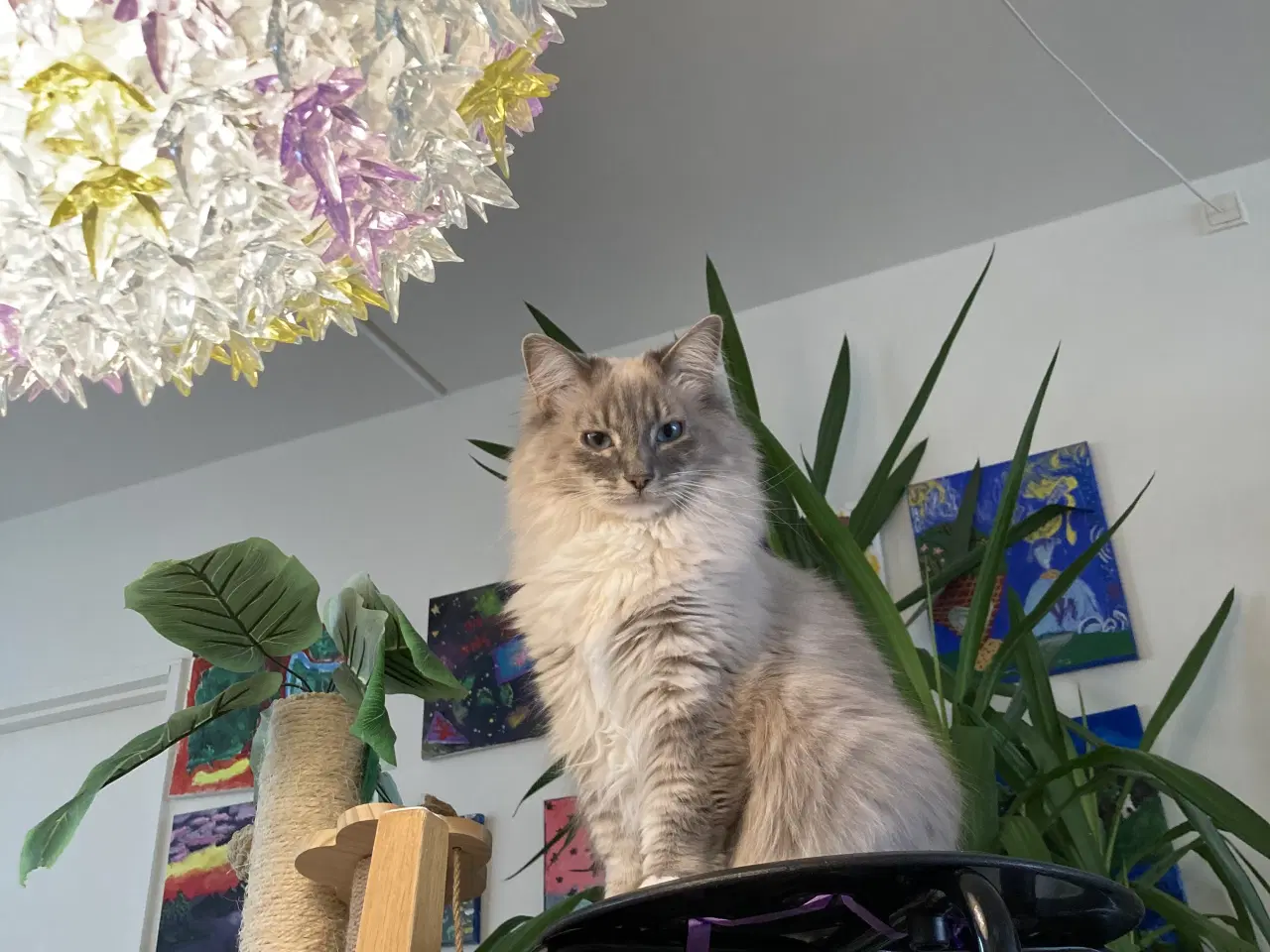 Billede 5 - Gratis (Maine Coon & Ragdoll) søger nyt hjem 