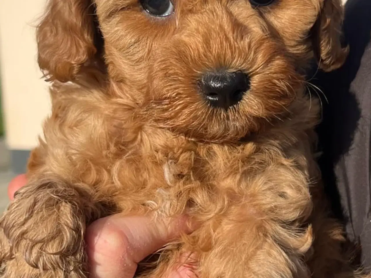 Billede 2 - Cavapoo f1bb